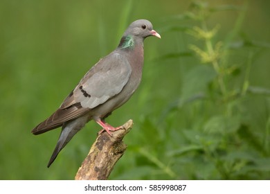 Stock Dove