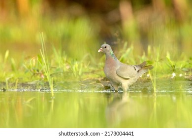 The Stock Dove (Columba Oenas)