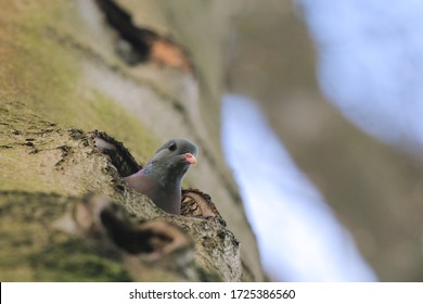 Stock Dove Columba Oenas In Tree Hole