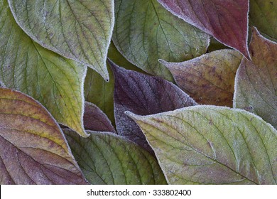 Stock Image Of Beautiful Frosty Leaves Background. 