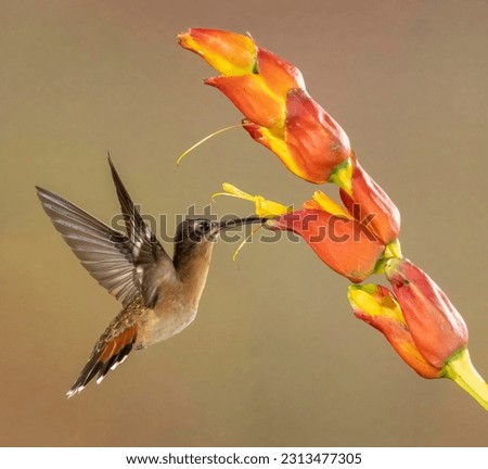 A stock image of bronzy hermit, costa rica, central america, hummingbird, bird
