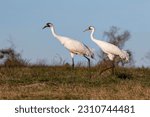 A stock image of whooping crane in winter habitat