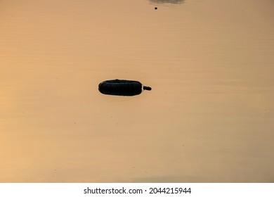 Stock Photo Of Black Inner Tube Cover By Black Color Plastic Floating On Lake Water At Rankala Lake , Kolhapur, Maharashtra, India. Picture Capture At Early Morning. Selective Focus.