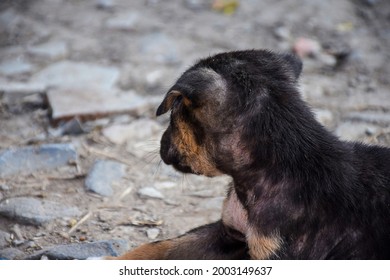 524 Black indian street dog Images, Stock Photos & Vectors | Shutterstock