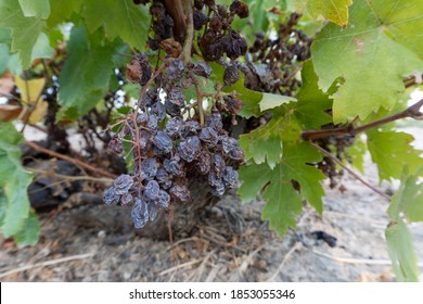 11,366 Raisin Plant Images, Stock Photos & Vectors | Shutterstock