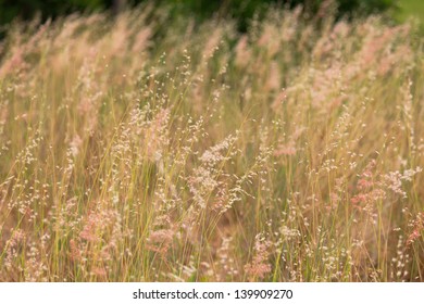 Stock Photo - green grass macro close up - Powered by Shutterstock
