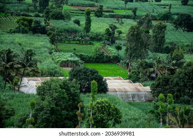 Stock Photo Of Indian Agricultural Land, Green House In The Middle Of The Farm. Plants Covered Under Agricultural Plastic Film Tunnel Row. Protecting Plants From Heavy Sunlight And Wind.