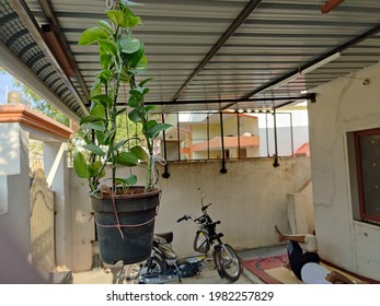 Stock Photo Of Ornamental Plant Pothos Or Epipremnum Aureum Also Called Golden Pothos, Money Plant Growing In Hanging Pot At Home.