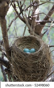 Stock photo of a red breasted robin's nest