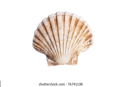 Stock Photo Of Sea Scallop Shell