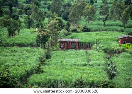 Stock photo small red brick farm house situated in the middle agricultural land surrounded by different trees and crops in monsoon season at Indian village kolhapur maharashtra India