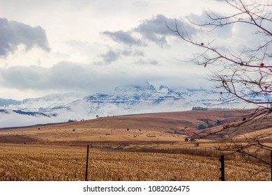 Stock Photo Of South Africa Drakensberg Mountain Hill Monks Cowl In Winter Snow In Background With Dry Farm Veld Grass Below And Fence And Autumn Tree Branch In The Foreground