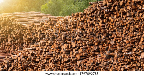 Stock of timber. Forestry\
industry