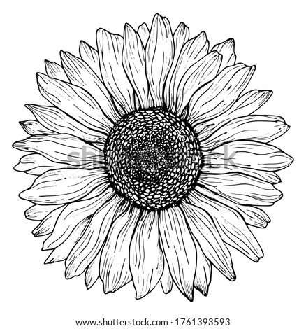 Sunflower Drawing Black And White.