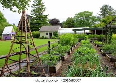 Stockbridge, Massachusetts - July, 2021: Neat and tidy scene of vegetables and fruits growing at Berkshire Botanical Garden.
