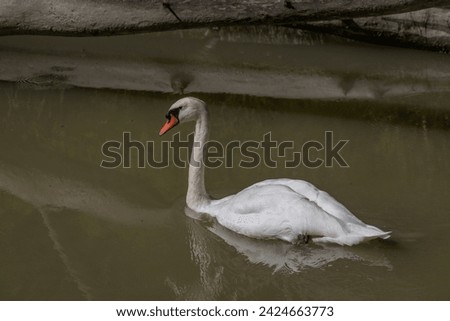 Stockgraben canal near Krems and Donau rivers in color forest of flat land with swan bird