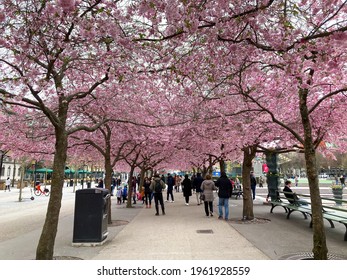 Stockholm, Sweden - April 2021: Park Alley In The Kungsträdgården Park With Blooming Sakura Cherry Trees. Selected Focus.