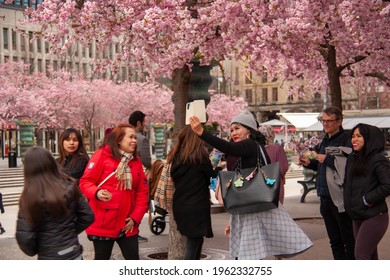 Stockholm, Sweden - April 2021: Park Alley In The Kungsträdgården Park With Blooming Sakura Cherry Trees. Selected Focus.