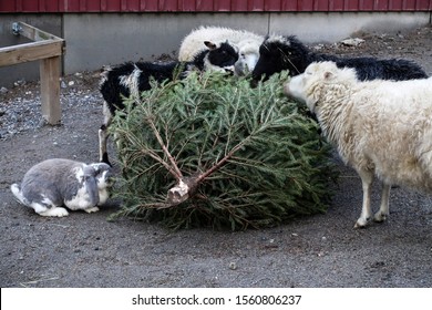 STOCKHOLM SWEDEN Farm Animals In A Local Park/petting Zoo Munch On Or Eat A Left Over Donated Christmas Tree As Part Of A Recycling Program.