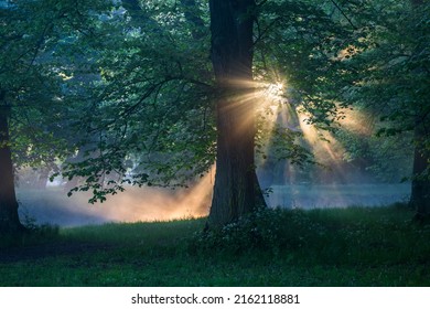 Stockholm, Sweden, Rays of dawn light shine through trees in the Drottningholm park. - Powered by Shutterstock