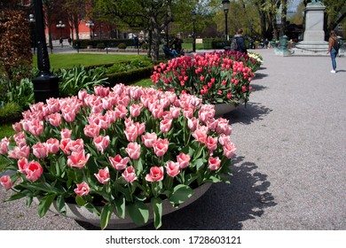 Stockholm/Sweden - May 2020: In Form Of Bowls With Beautiful, Colourful Blooming Tulips In Large Stone Bowl Flowerbeds The Kungsträdgården Park In Stockholm, Sweden, On A Sunny Spring Day.