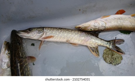 Stocking Northern Pike Esox Lucius In A Freshwater Reservoir Predatory Fish Species