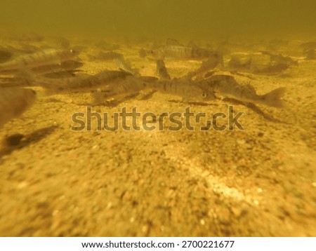 stocking pikeperch (Sander lucioperca) into a freshwater reservoir
