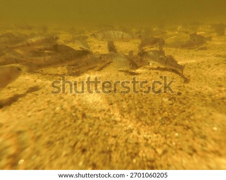 stocking pikeperch (Sander lucioperca) into a freshwater reservoir
