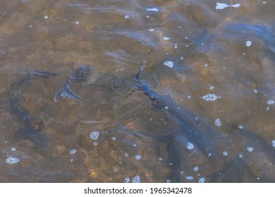 Stocking The River With Fish. Release A Small Sturgeon Fish Into The Water