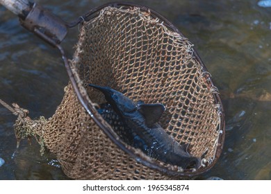 Stocking The River With Fish. Release A Small Sturgeon Fish Into The Water