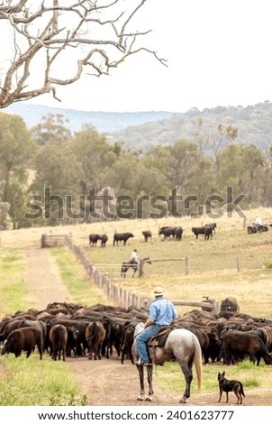 stockmen mustering a herd of angus cattle