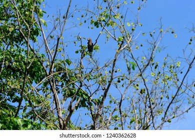 The stocky blue bird was perching on bare branch of a tree.