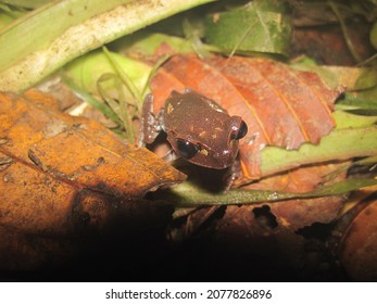 1,689 Frog webbed feet Images, Stock Photos & Vectors | Shutterstock