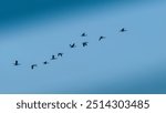 Stokkem, Belgium, Goose migrate across a blue sky in a nature reserve.