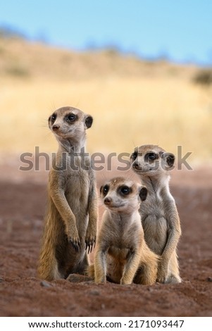 Stokstaartje (meerkat) in Namibia (namib dessert, Kanaan Desert retreat