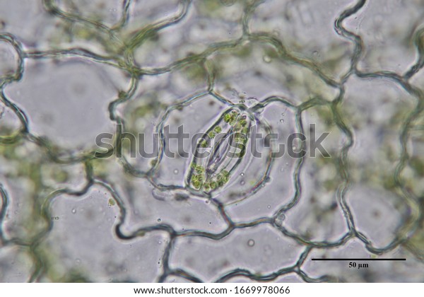 Stoma cell or Guard cell of leaf under the microscope\
view. 