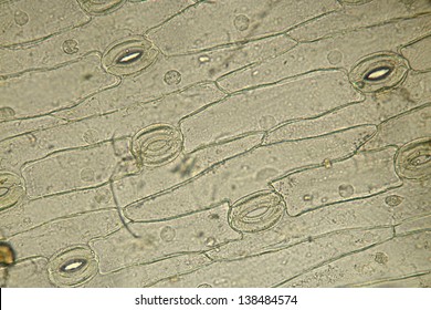 Stomata In The Plant Leaf