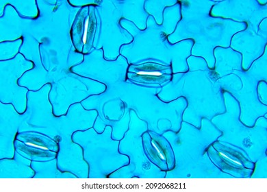 Stomata Vicia, unter optischem Mikroskop