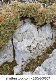 Stone with ancient pattern in the Alps covered with moss
