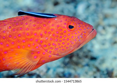 Stone Bass (Serranidae) With Fish Cleaner Closeup. Underwater Macro Photography, Philippines.