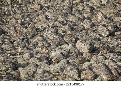 Stone Beach, Kurumnik In The Tundra. Close-up And Texture