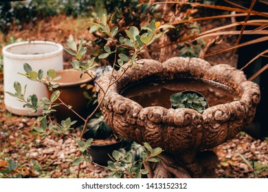 Stone Bird Bath With Oldfashioned Weigela Leaves In Home Garden During Fall / Autumn.