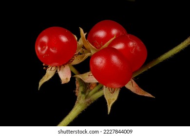 Stone Bramble (Rubus saxatilis). Fruit Closeup