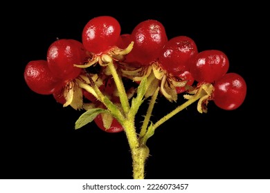 Stone Bramble (Rubus saxatilis). Infructescence Closeup