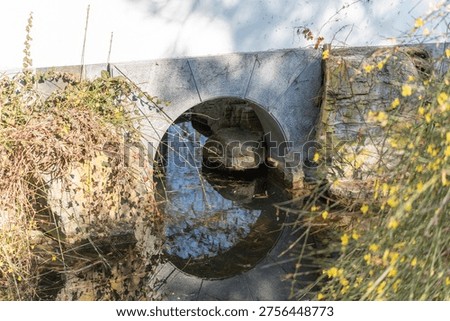 Stone bridge arch frames a flowing stream. Overgrown vegetation surrounds the structure. Yellow wildflowers and grasses grow near the water. Sunlight highlights the water's surface