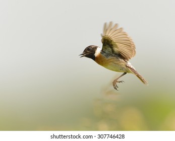 Stone Chat