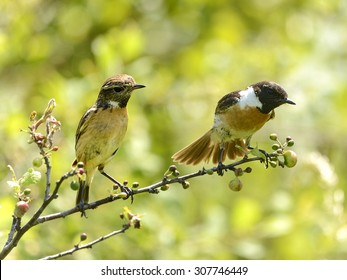 Stone Chat