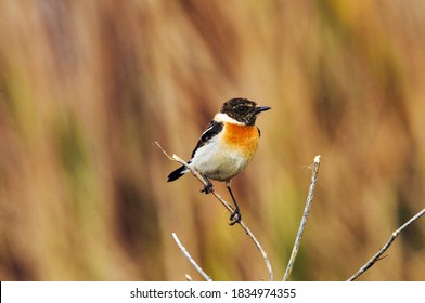 A Stone Chat Bird On Dry Branch