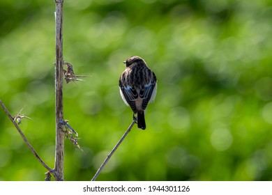 A Stone Chat Bird On The A Dry Plant