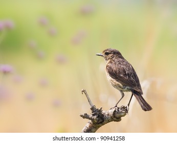 Stone Chat Female